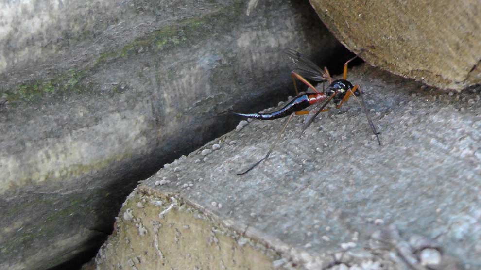 pióroróg (Tanyptera atrata)
