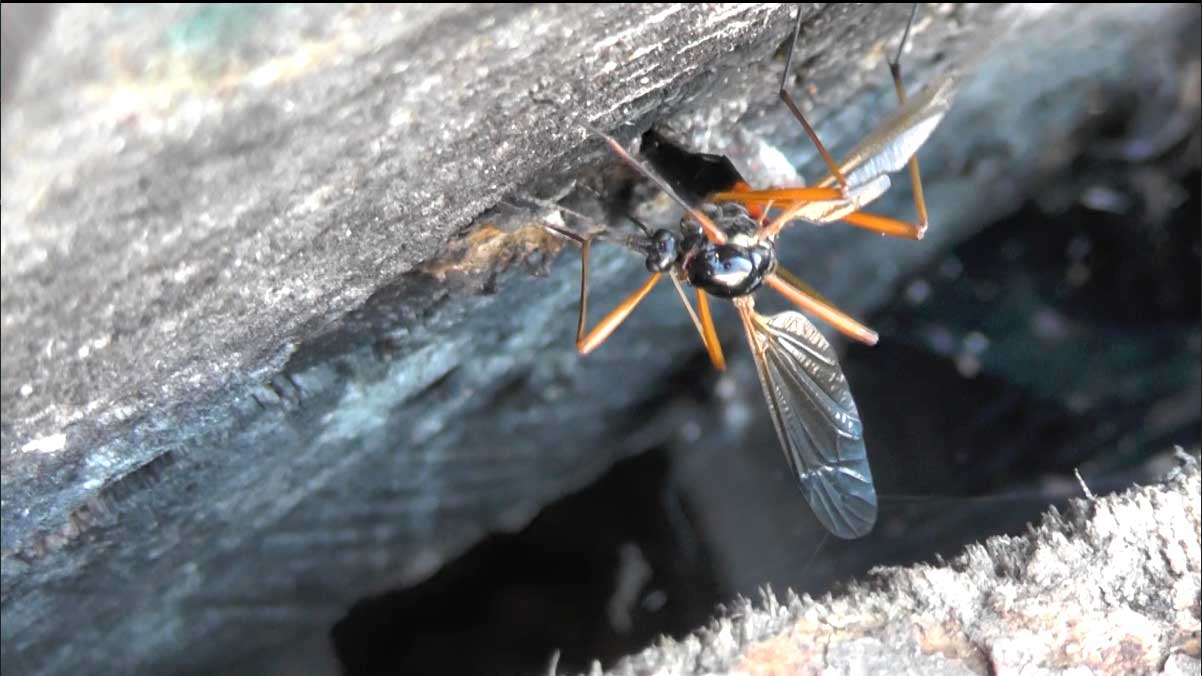 pióroróg (Tanyptera atrata)