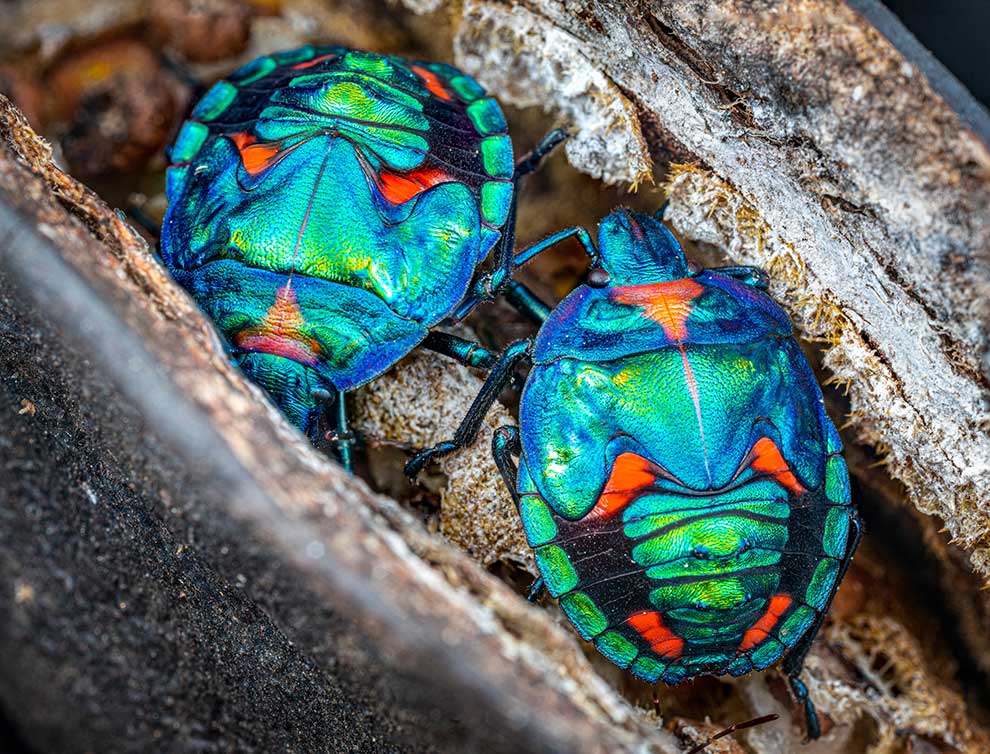 Tectocoris diophthalmus