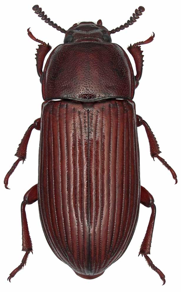Uloma culinaris