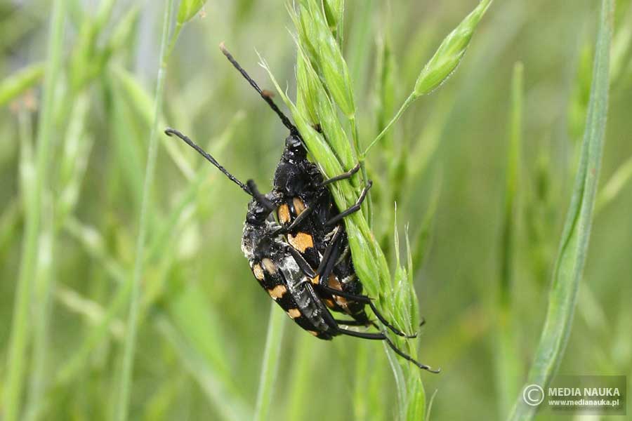 baldurek pręgowany (Leptura quadrifasciata)