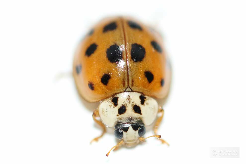 biedronka azjatycka (Harmonia axyridis)