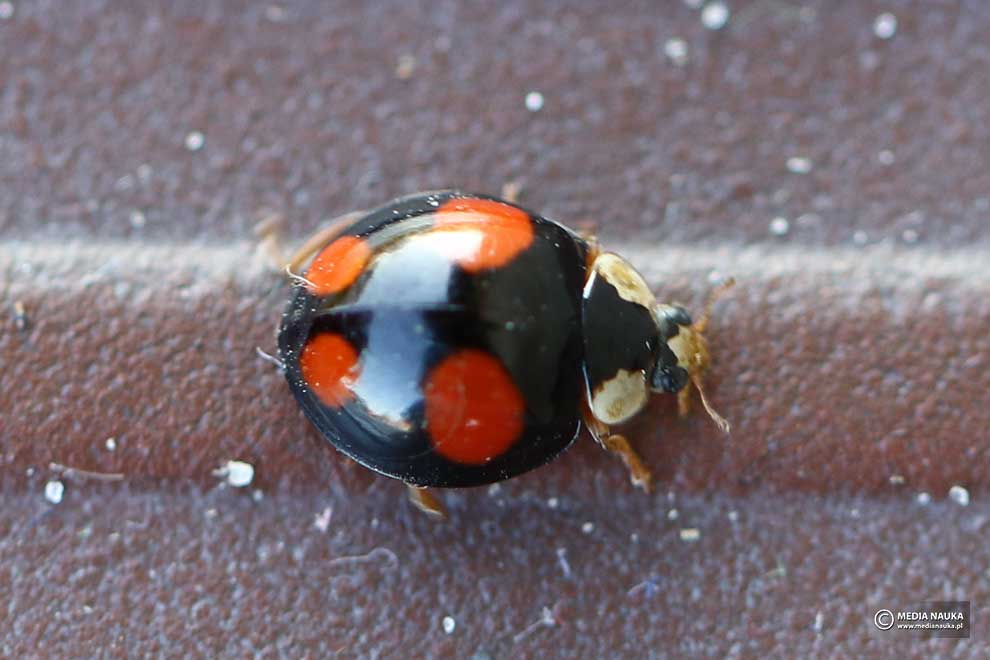 biedronka azjatycka (Harmonia axyridis)