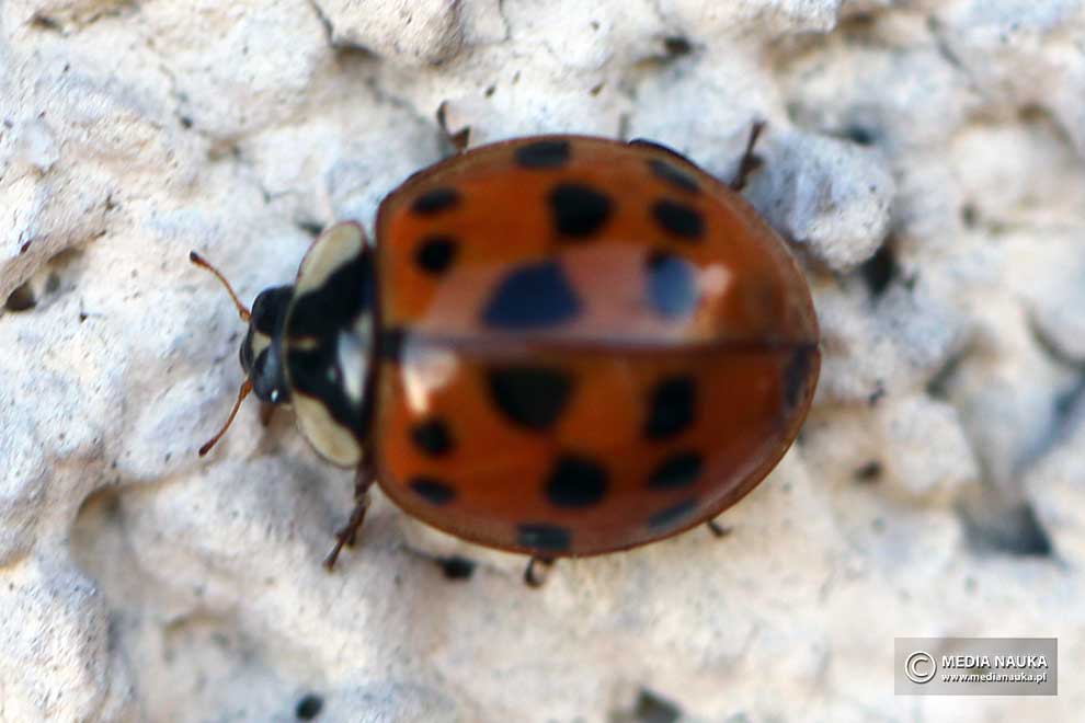 biedronka azjatycka (Harmonia axyridis)