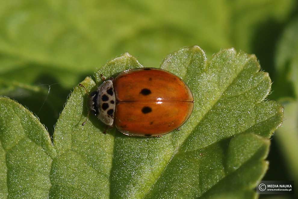 biedronka azjatycka (Harmonia axyridis)