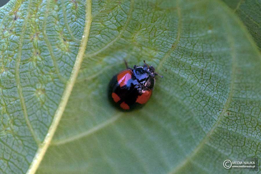 biedronka dwukropka (Adalia bipunctata)