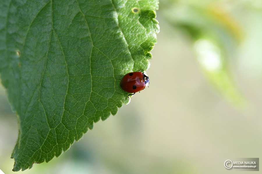 biedronka dwukropka (Adalia bipunctata)