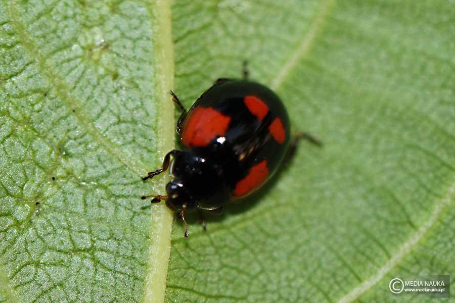 biedronka dwukropka (Adalia bipunctata)