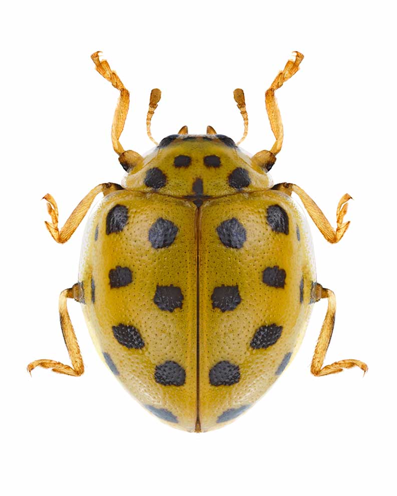 biedronka mączniakówka (Thea vigintiduopunctata)