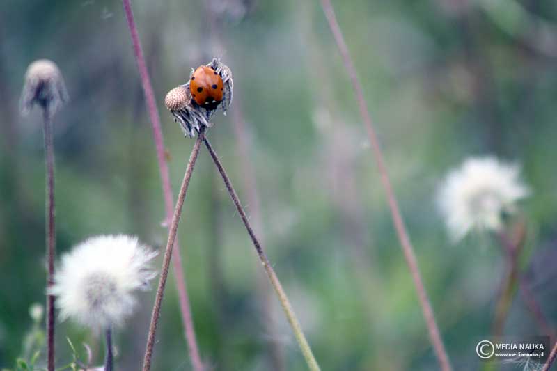 biedronka siedmiokropka (Coccinella septempunctata)