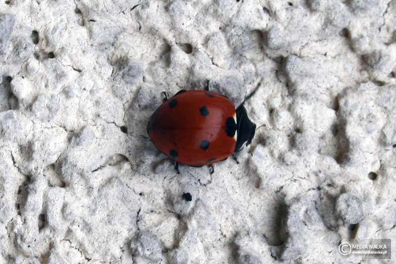 biedronka siedmiokropka (Coccinella septempunctata)