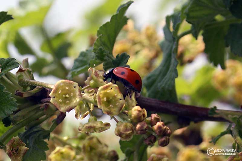 biedronka siedmiokropka (Coccinella septempunctata)