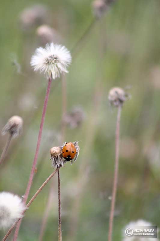biedronka siedmiokropka (Coccinella septempunctata)