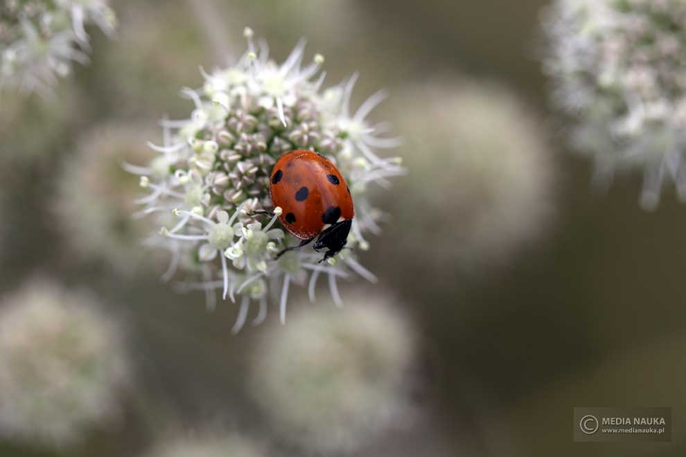 biedronka siedmiokropka (Coccinella septempunctata)