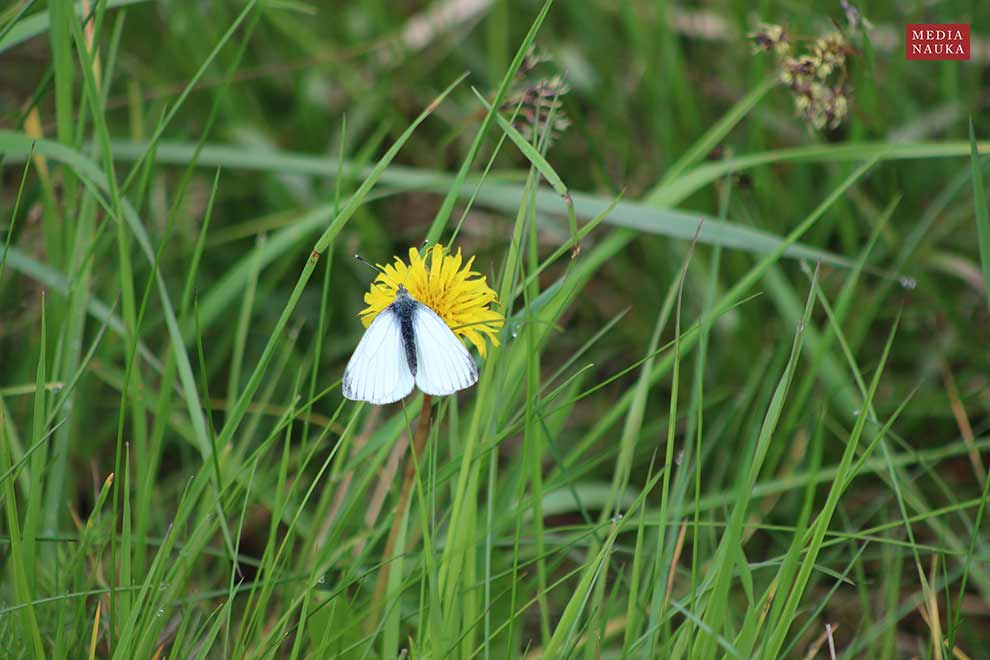 bielinek bytomkowiec (Pieris napi)