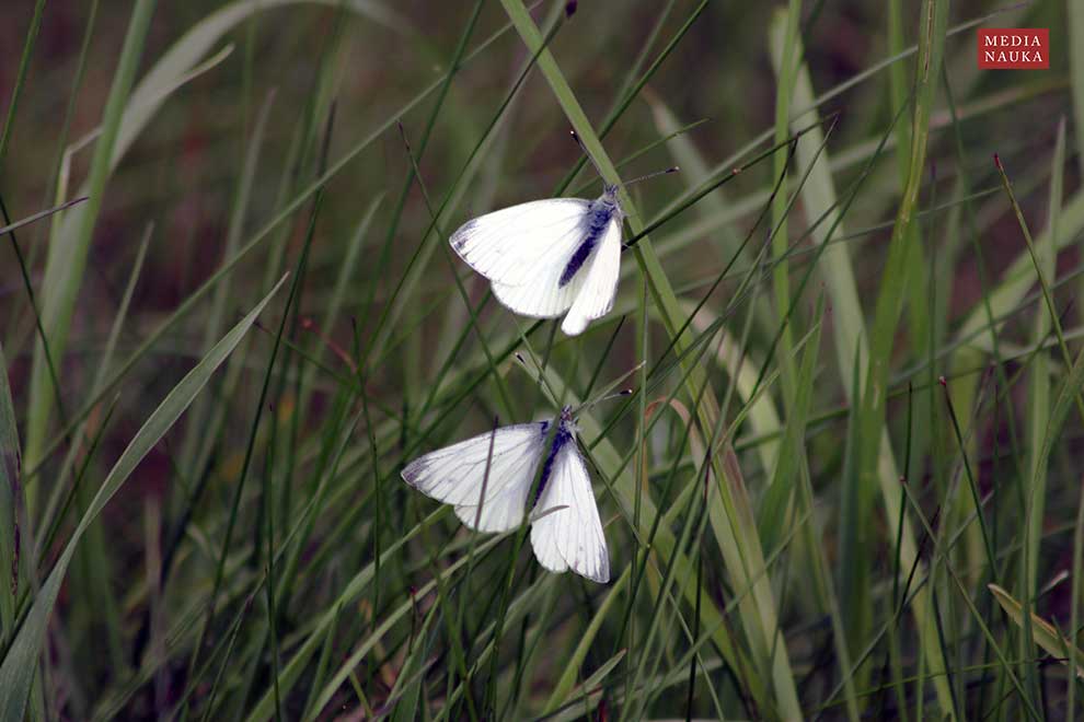 bielinek bytomkowiec (Pieris napi)