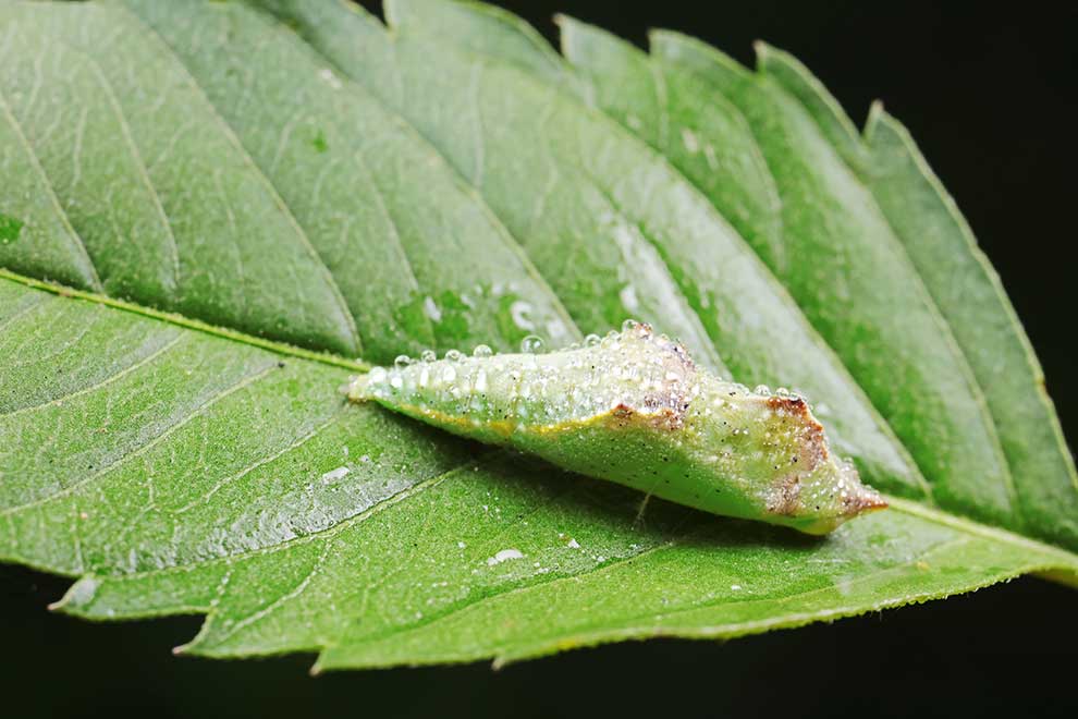 bielinek rzepnik (Pieris rapae)