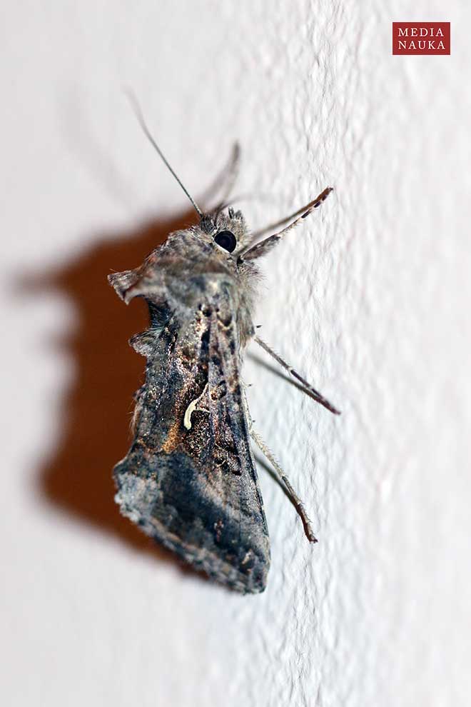 błyszczka jarzynówka (Autographa gamma)
