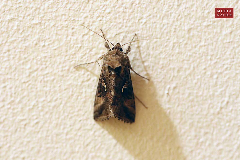 błyszczka jarzynówka (Autographa gamma)