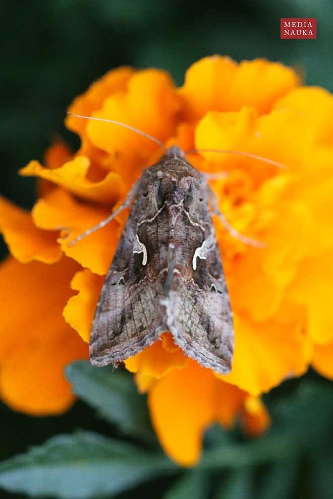 błyszczka jarzynówka (Autographa gamma)