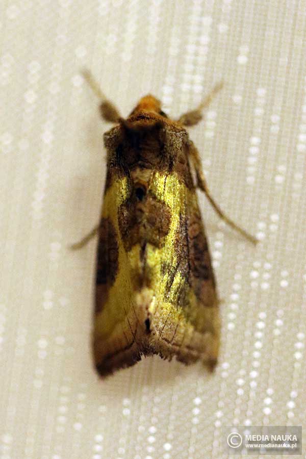 błyszczka spiżówka (Diachrysia chrysitis)