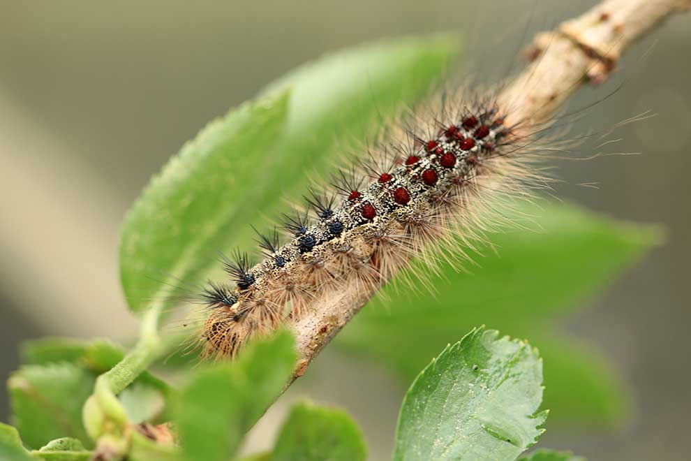 brudnica nieparka (Lymantria dispar)