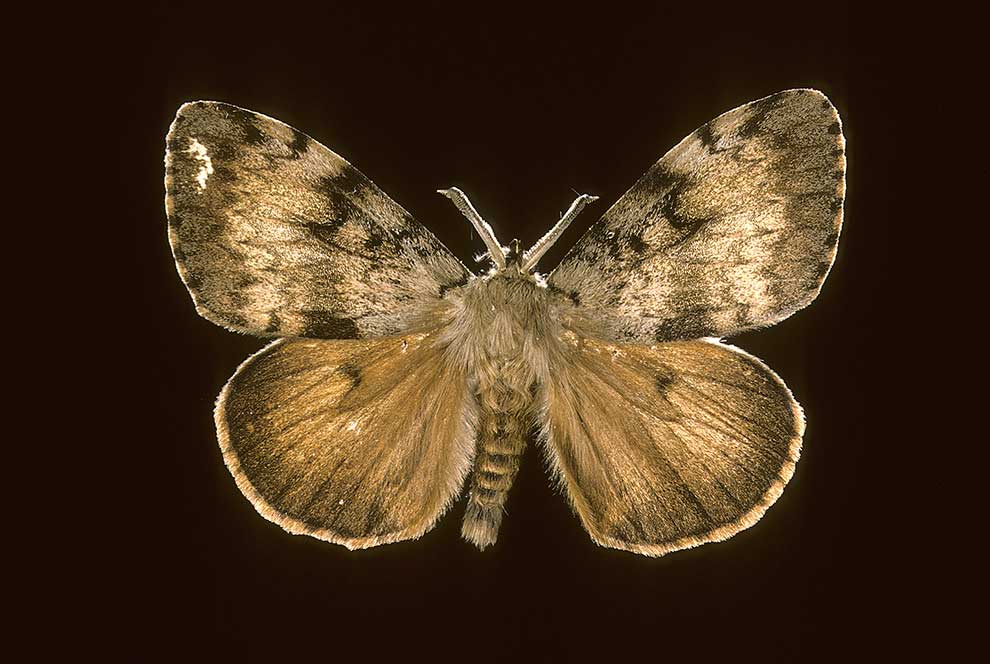 brudnica nieparka (Lymantria dispar)