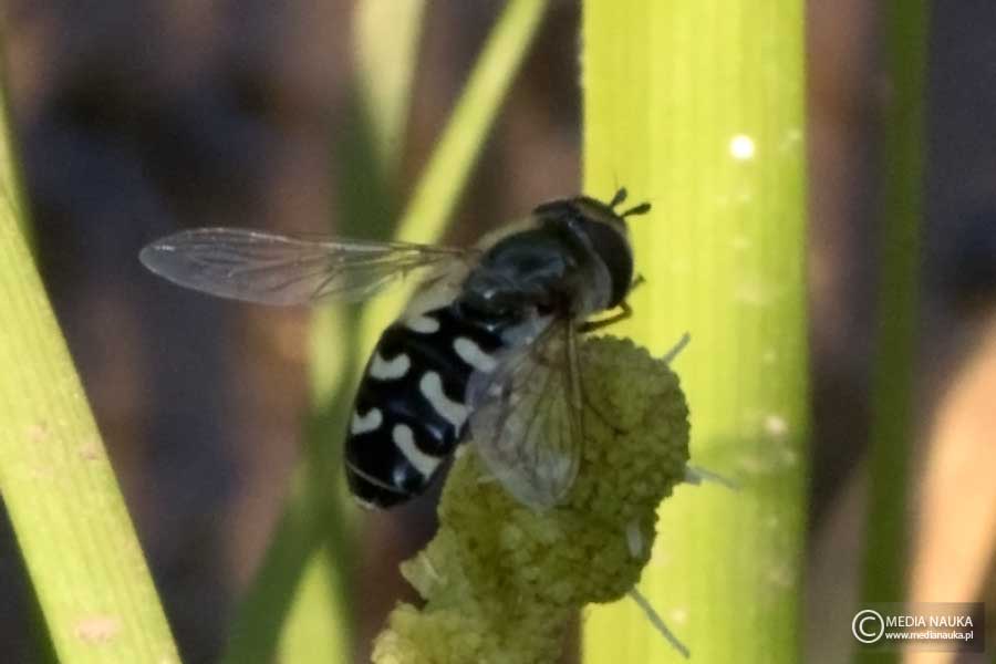 bzyg brzęk (Scaeva pyrastri)