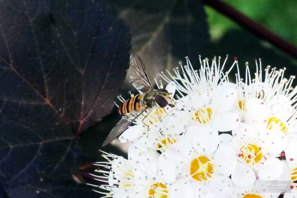 bzyg prążkowany (Episyrphus balteatus)