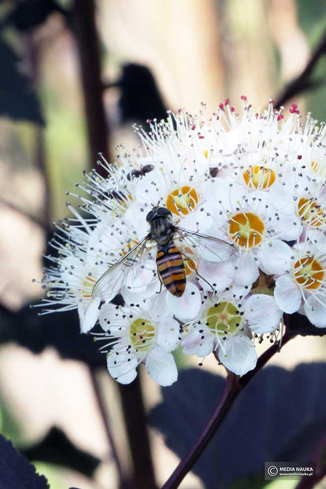 bzyg prążkowany (Episyrphus balteatus)