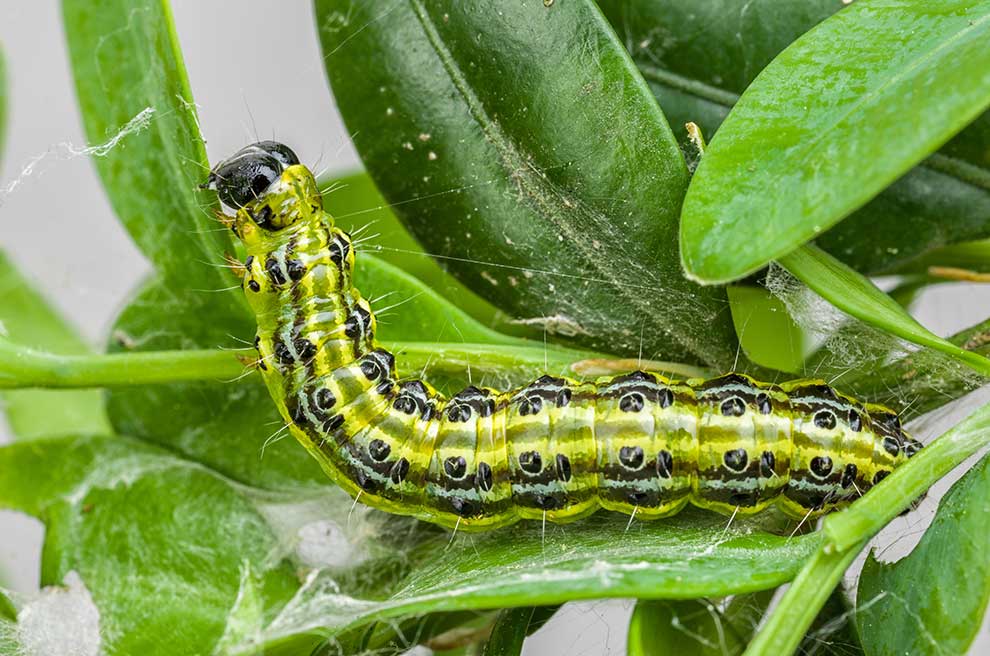 ćma bukszpanowa (Cydalima perspectalis)
