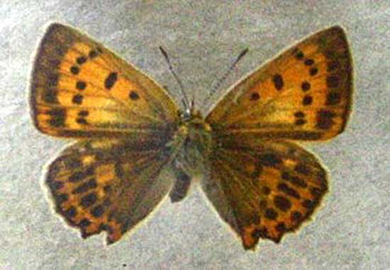 czerwończyk dukacik (Heodes virgaureae)