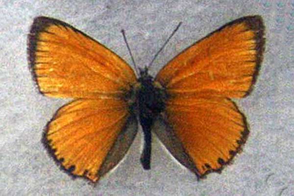 czerwończyk dukacik (Heodes virgaureae)