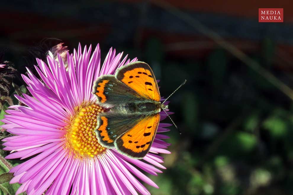 czerwończyk żarek (Lycaena phlaeas)