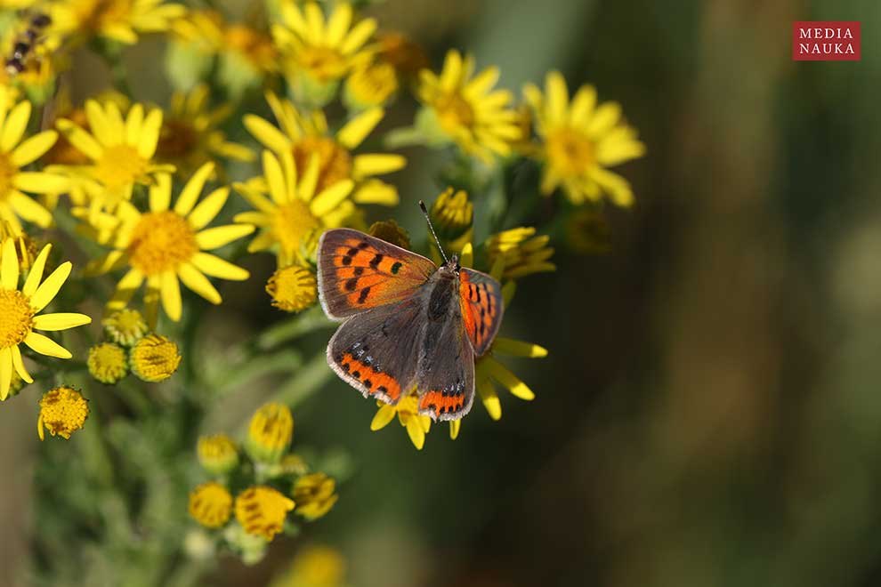 czerwończyk żarek (Lycaena phlaeas)
