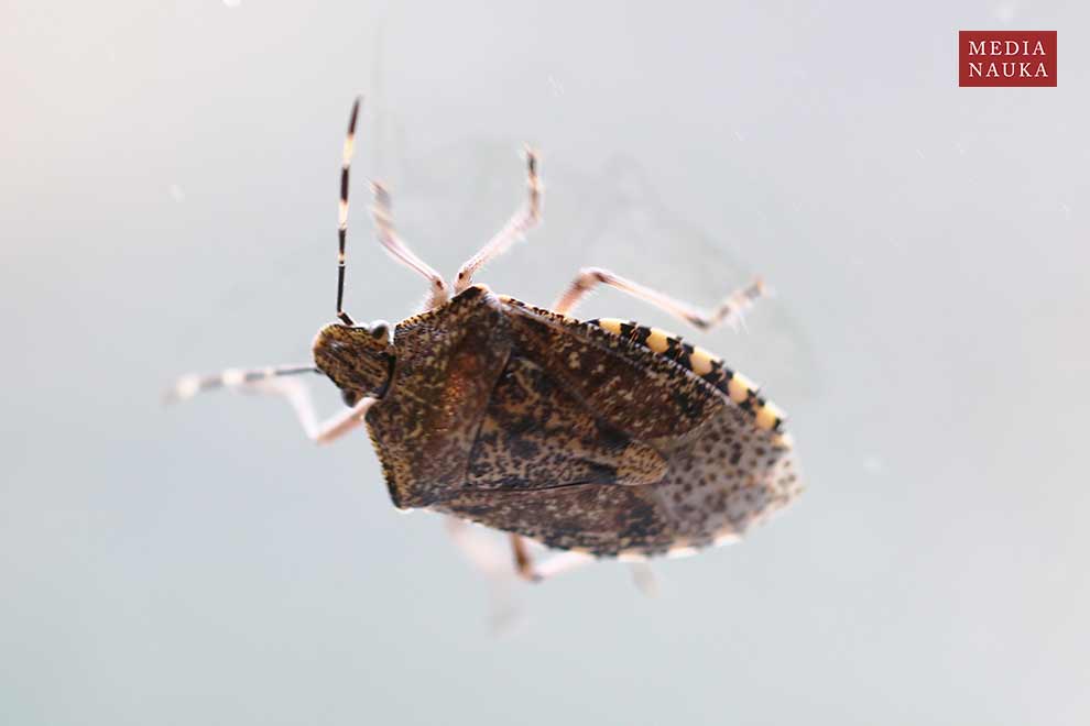 dzidosz mglisty (Rhaphigaster nebulosa)