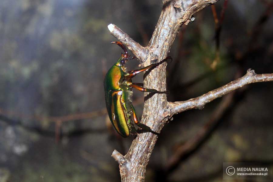 Eudicella woermanni