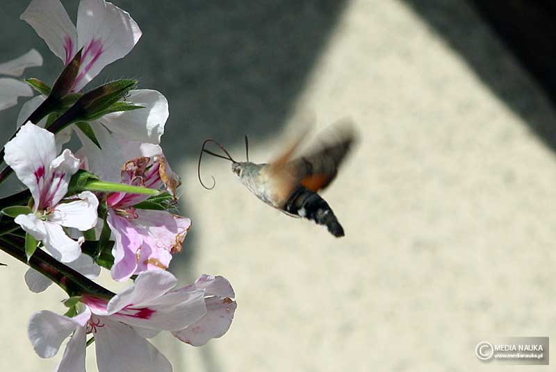 fruczak gołąbek (Macroglossum stellatarum)