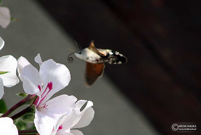 fruczak gołąbek (Macroglossum stellatarum)