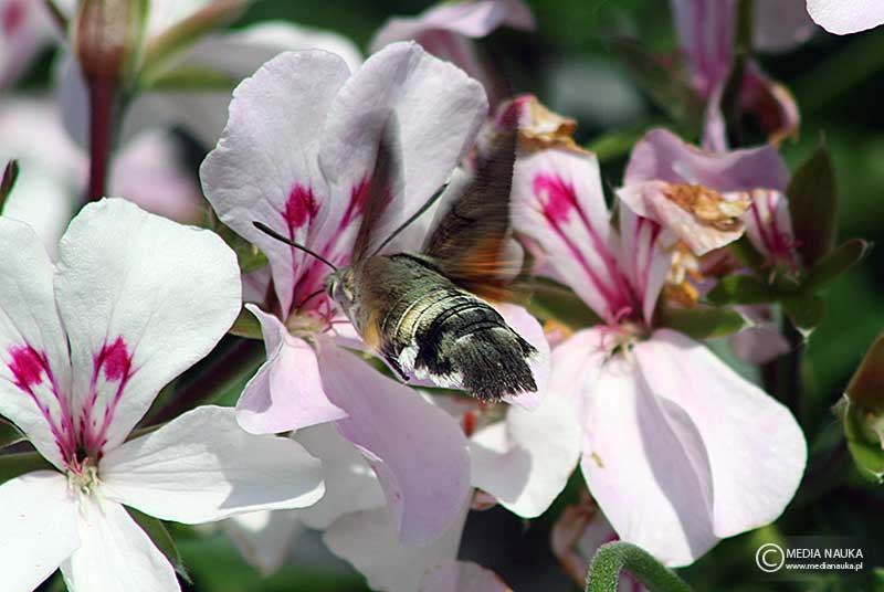 fruczak gołąbek (Macroglossum stellatarum)