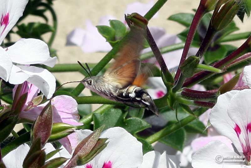 fruczak gołąbek (Macroglossum stellatarum)