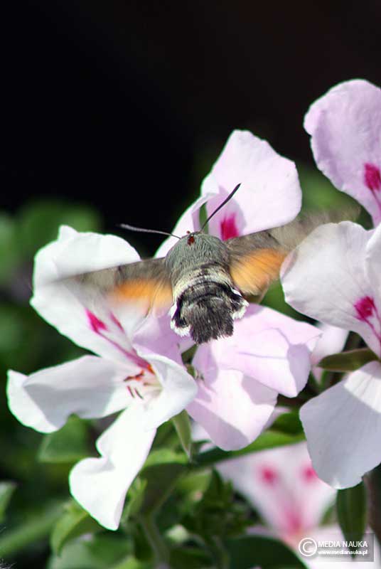 fruczak gołąbek (Macroglossum stellatarum)