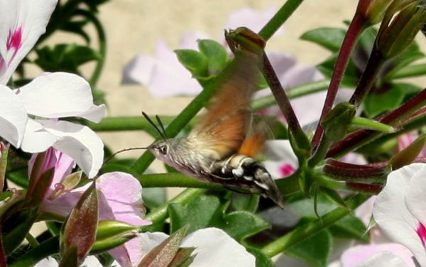 fruczak gołąbek (Macroglossum stellatarum)