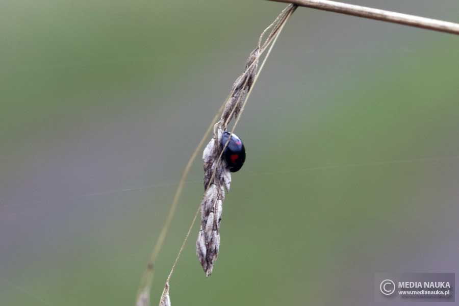 gałecznik czteroplamek (Brumus quadripustulatus, Exochomus quadripustulatus)