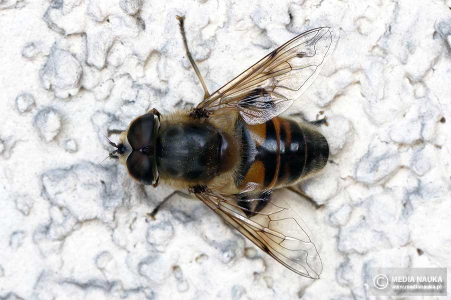 gnojka trutniowata, gnojka wytrwała (Eristalis tenax)