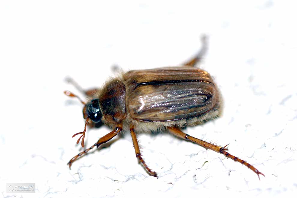 guniak czerwczyk (Amphimallon solstitalis)