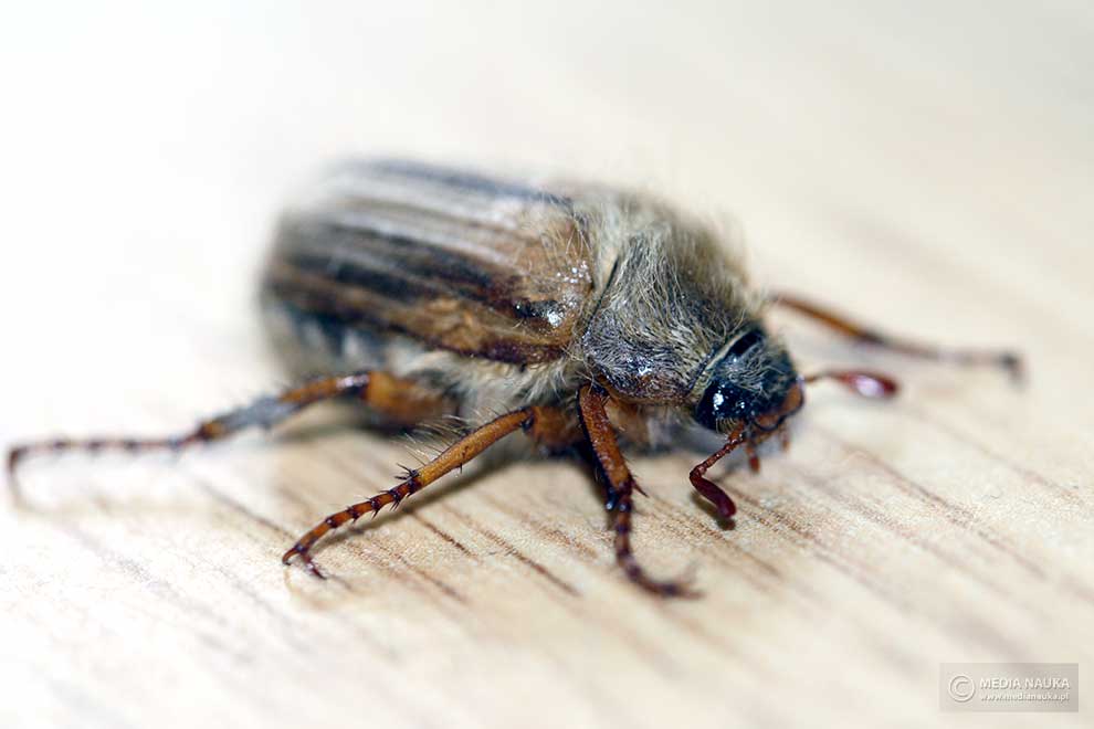 guniak czerwczyk (Amphimallon solstitalis)