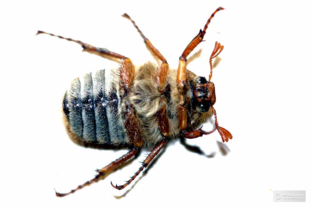 guniak czerwczyk (Amphimallon solstitalis)