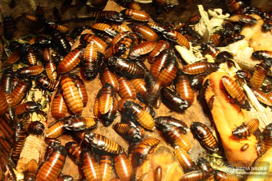 karaczan madagaskarski (Gromphadorhina portentosa)