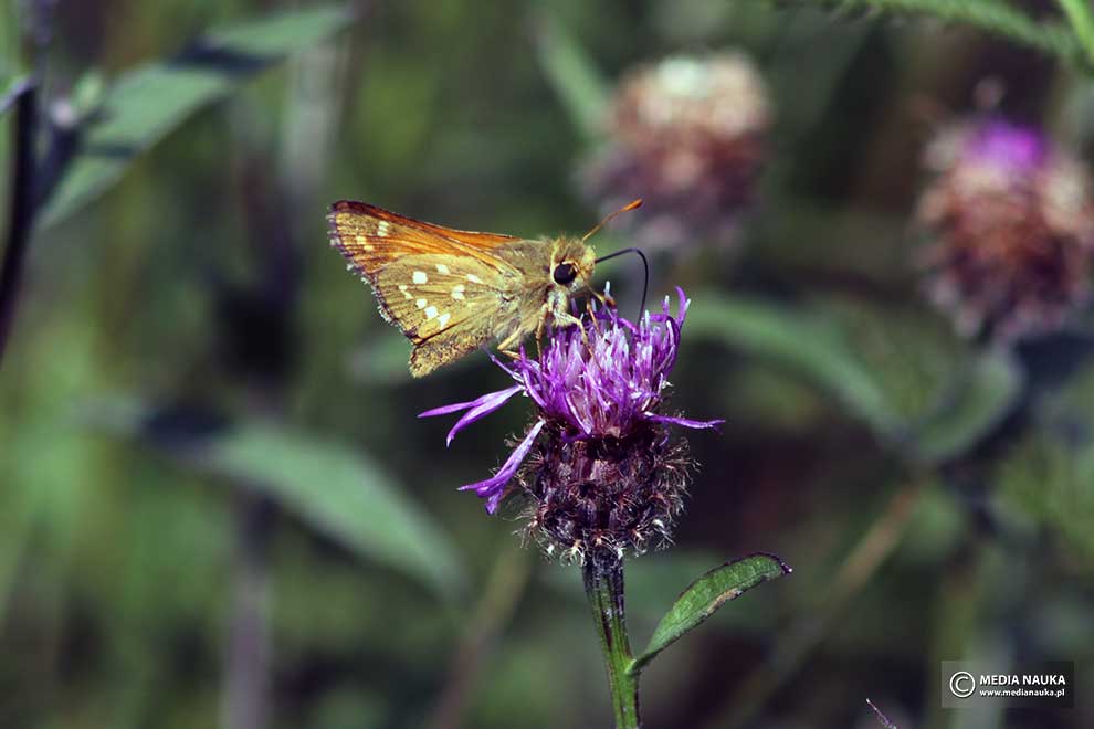 karłątek klinek (Hesperia comma)